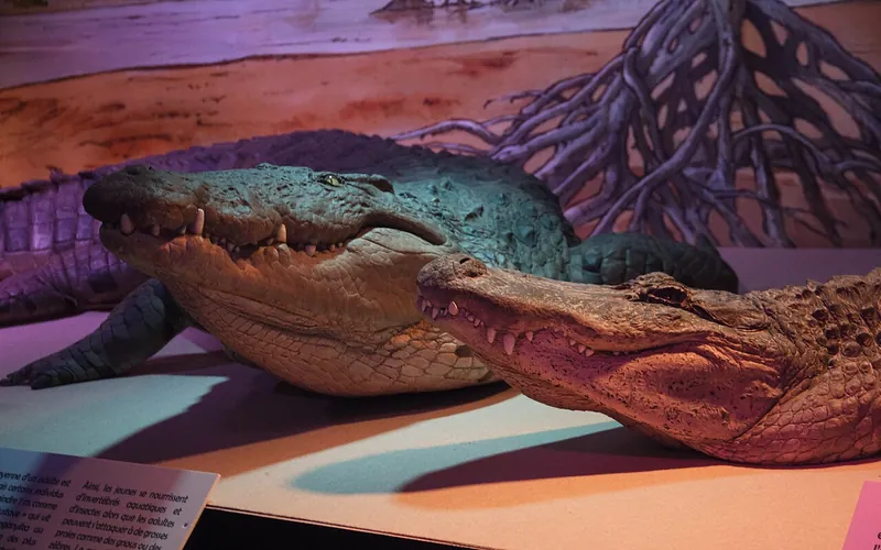 Croc! L'histoire évolutive
