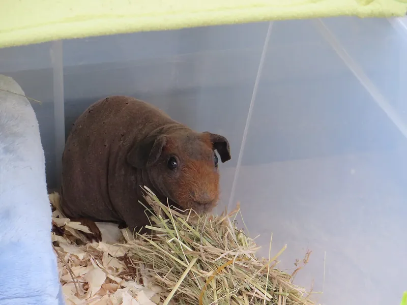 Exhibition of Exotic Birds, Guinea Pigs and Other Farmed Animals